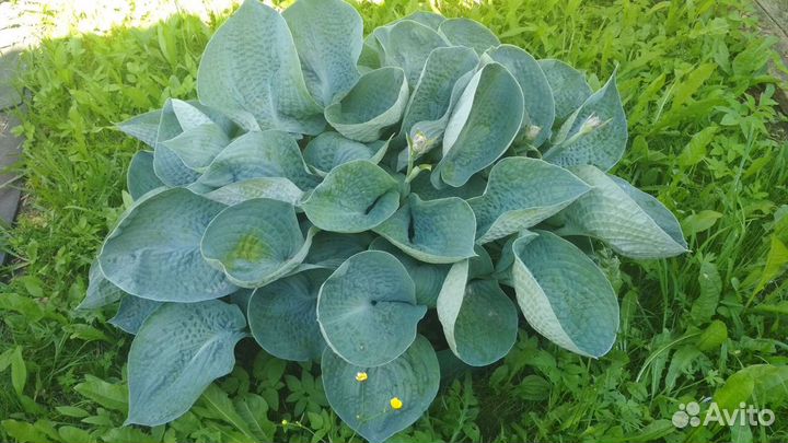 Хосты голубые сорта