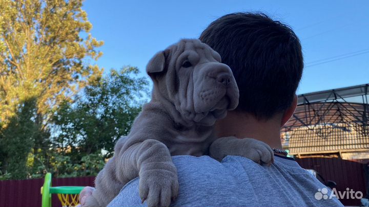 Лиловые, голубые щенки Шар-Пея