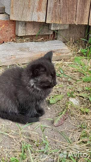 Котята в добрые руки приучены к лотку,едят всё