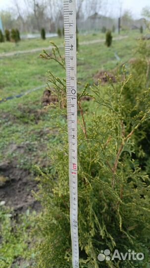 Туя колумна