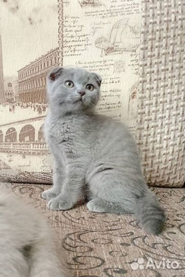 Котята британцы в Кашире