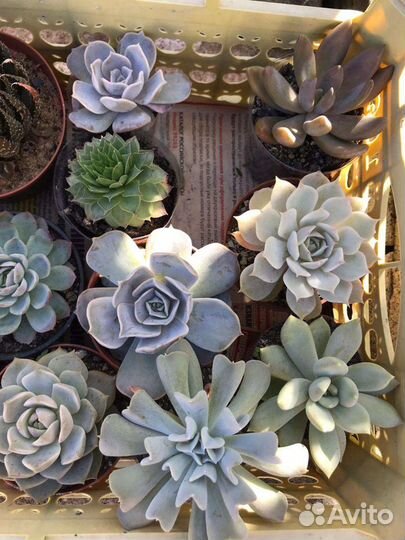 Суккуленты, кактусы, комнатные, уличные цветы