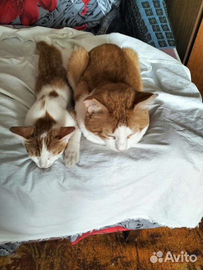 Порода сибирская кошка