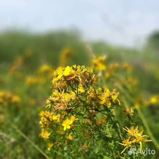 Зверобой сушеный