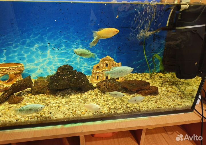 Аквариум
