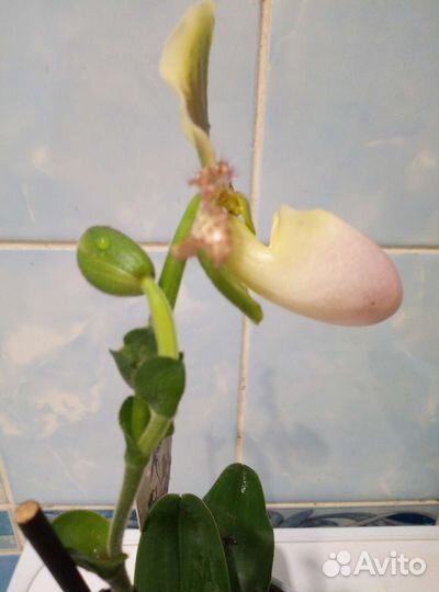 Коллекционные орхидеи