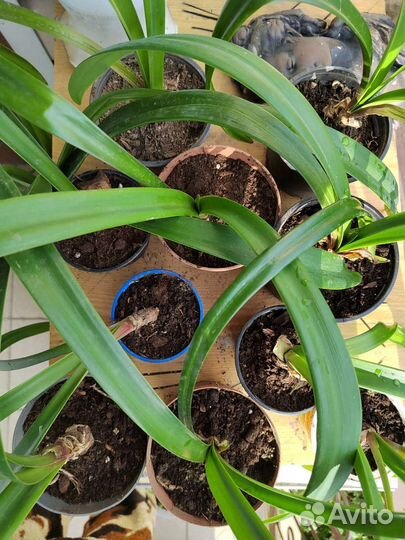 Гиппиаструм