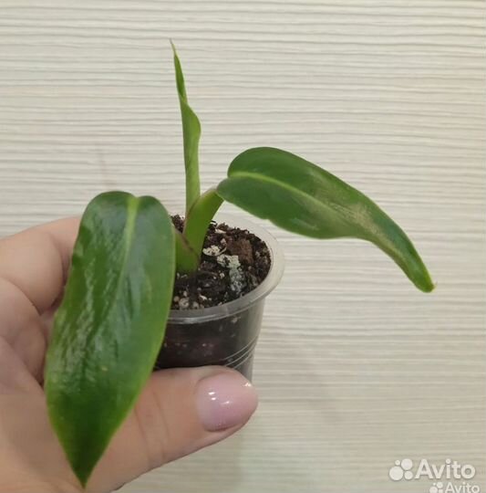 Филодендрон Субхастатум, Биркин