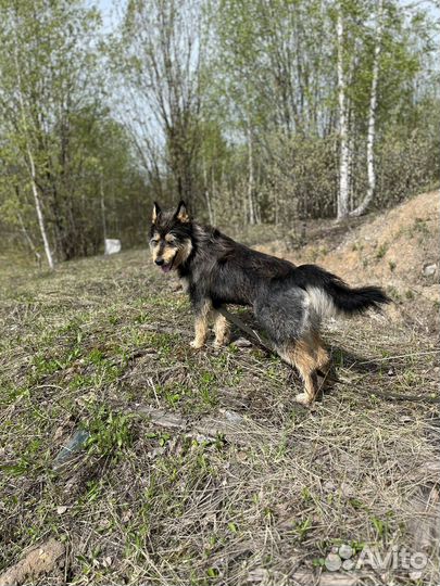 Собака терьер в добрые руки отдам бесплатно