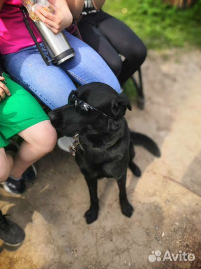 Лабрадор-ретривер вязка