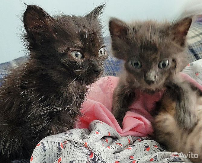 Котята ищут дом