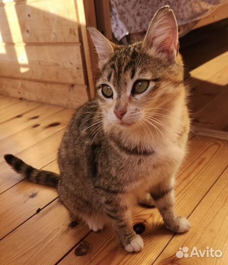 Кошка