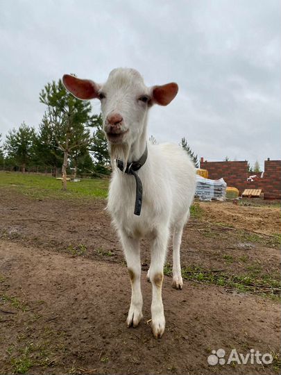 Козел на вязку