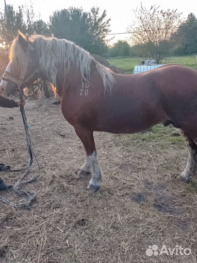 Продам жеребца