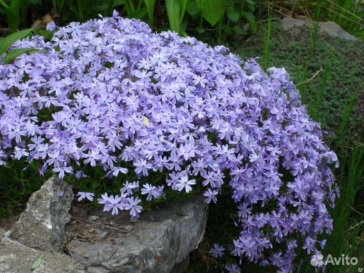 Флоксы шиловидные(разные цвета)