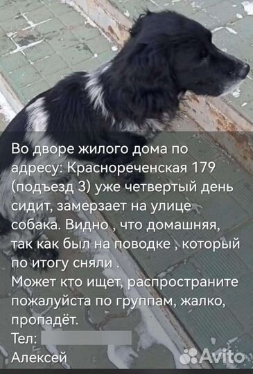 Найдена собака