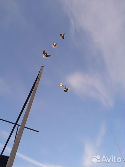 Николаевские Голуби