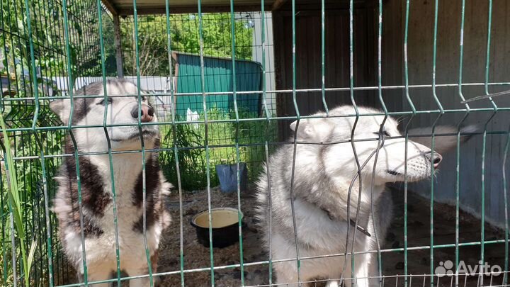 Хаски в добрые руки