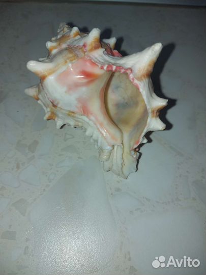 Морские ракушки раковины