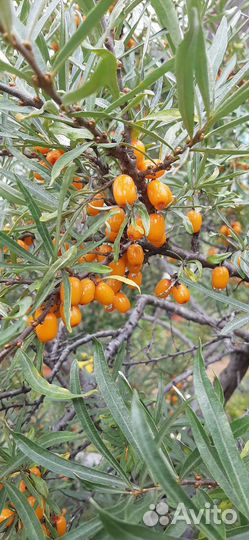 Облепиха саженцы