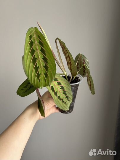 Маранта триколор