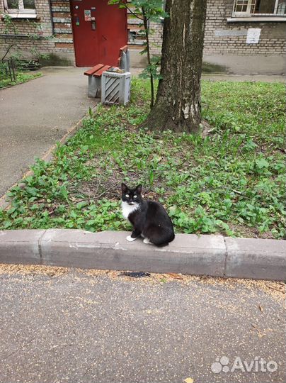 Кошка метис