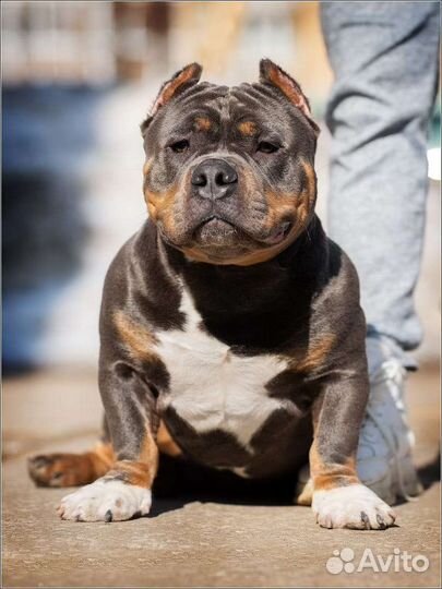 Американский булли покет вязка