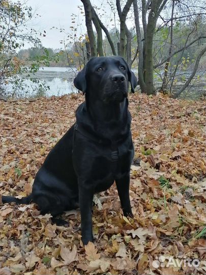 Вязка собак