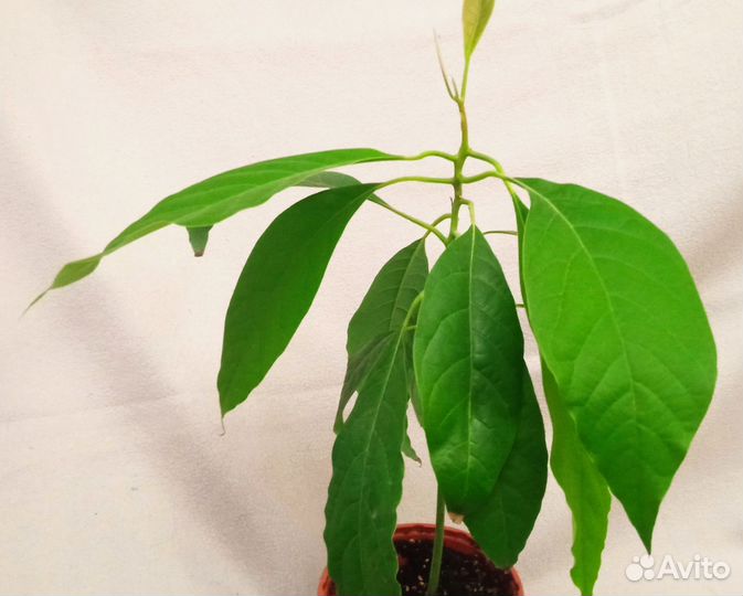 Авокадо, взрослое растение