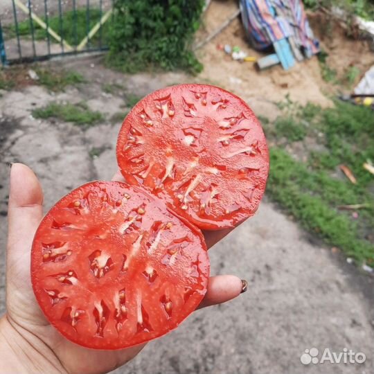 Семена томатов и перцев