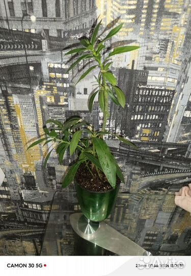 Олеандр махровый розовый