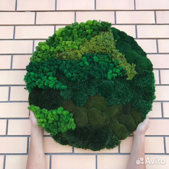 Мох стабилизированный оптом и в розницу