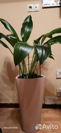 Эухарис амазонская лилия