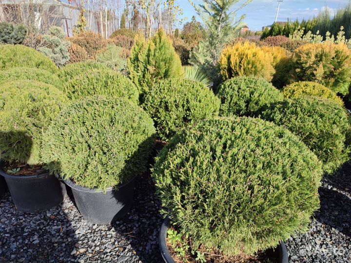 Можжевельник китайский Спартан (шар)