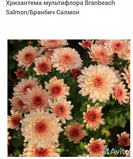 Хризантемы мультифлора, в горшочке