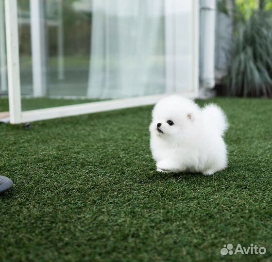 Супер микро белый малыш померанский шпиц