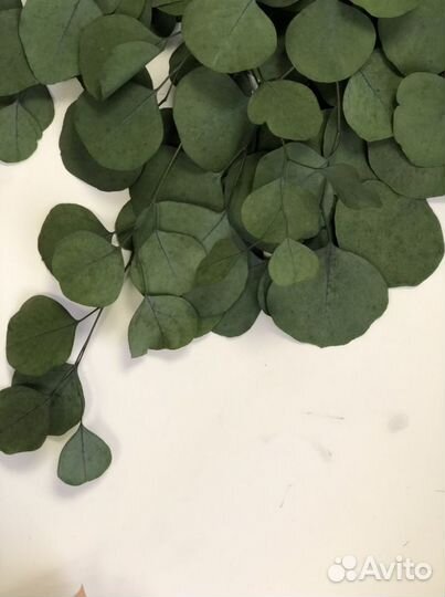 Эвкалипт стабилизированный