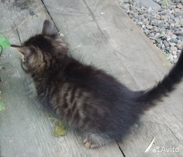 Кошки в добрые руки