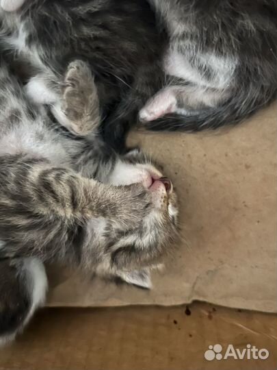 Котята в добрые руки бесплатно