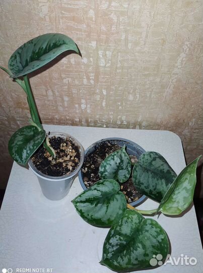 Сцындапсусы разные от 11.08.23г