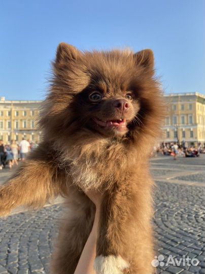 Немецкий шпиц вязка