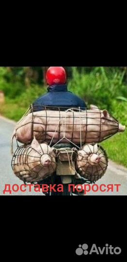 Поросята