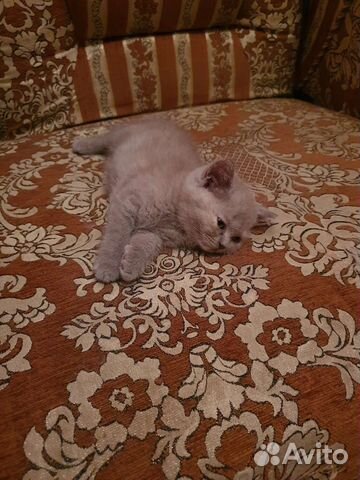 Шотландские котята