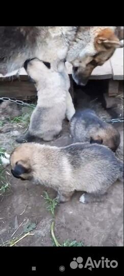 Отдам в добрые руки щенят помесь овчарки