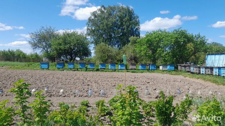 Ульи для пчел