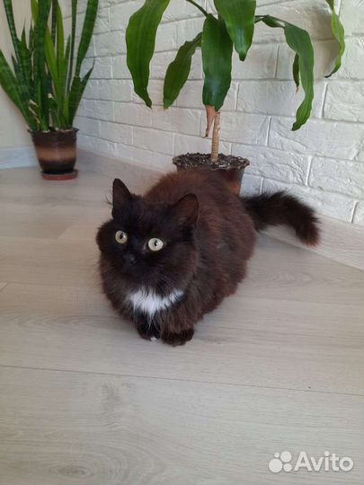 Кот в добрые руки