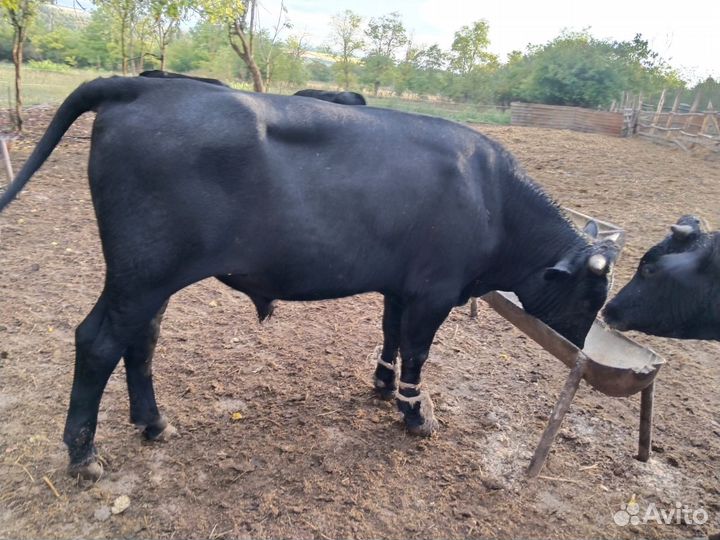 Бычки и быки