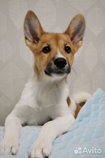 Щенок в дом