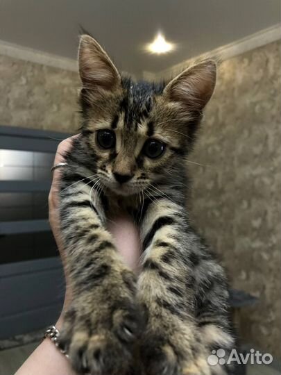 Бенгальский котенок