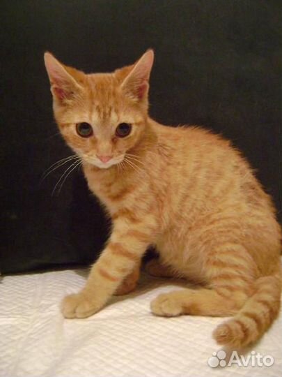 Златик- добрый рыжий мальчик 2,5 мес. в дар